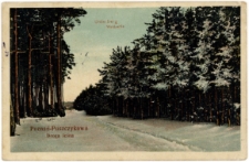 Poznań - Puszczykowo Droga leśna, Unterberg Waldpartie