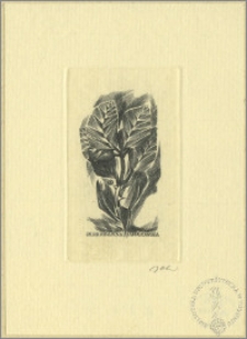 Ekslibris Anny Jakubowskiej