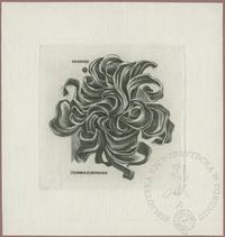 Ekslibris Zdenka Lohynska