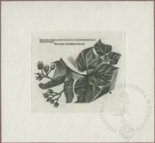 Ekslibris Księgarni Jana Kochanowskiego - Radom